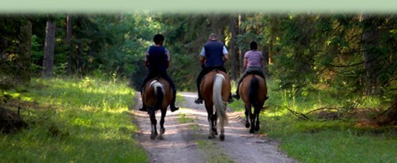 Pony Trekking in the Mourne Mountains