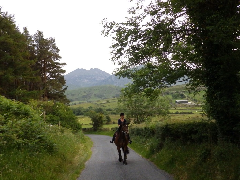 Bring your own Horse on Holiday Tory Bush